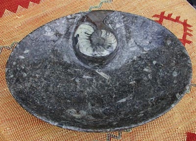 Ammonit geschliffen